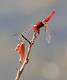 IMG_3484_Crocothemis_erythraea